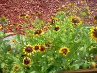 bum 154.webp