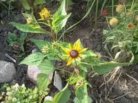 bum 072.webp