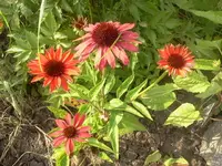 bum 068.webp