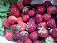 ernte6.webp
