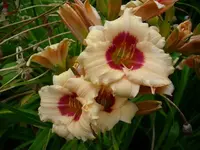 k-DSCI2854.webp