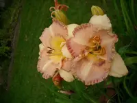 k-DSCI2859.webp