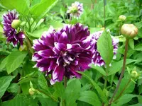 k-DSCI2867.webp