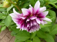 P1150100.webp