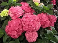 Bild 097.webp