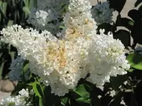 Bild 340.webp