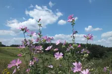 DSCF7358.webp