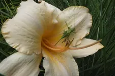 DSCF7374.webp