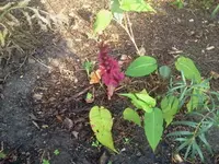 bum 168.webp