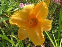 dickes luder_1024x768.webp