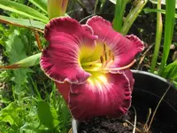 linda beck2_1024x768.webp