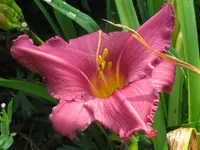 hildegard2_1024x768.webp