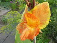 DSCN1185.webp