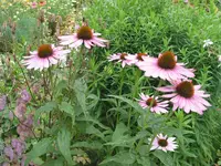 004.webp