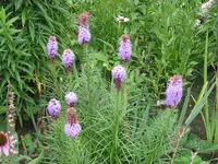 005.webp