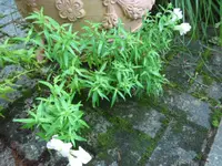 SAM_5036.webp