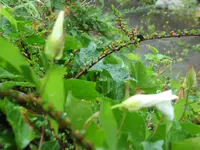 SAM_5039.webp