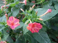 130.webp