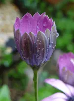 125.webp