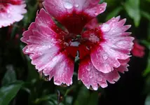 127.webp