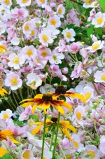 DSC_0002.webp