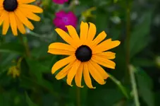 DSC_0007.webp