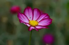 DSC_0009.webp