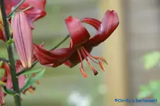 L. Tb. rot+.webp