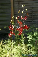 Rote Türkenbunde.webp