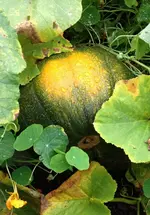 KürbisOrange1.webp