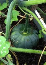 Provenceklein.webp
