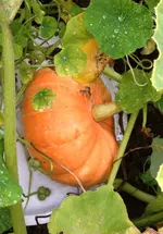 Provence1.webp