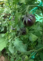 BlackCherry.webp