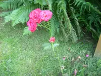 DSCI0004.webp