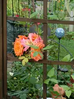 CIMG8331.webp
