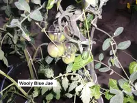 Wolly Blue Jae.webp