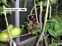Purple Dragon.webp