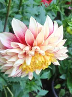 image.webp