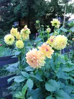 image.webp