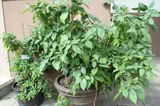 IMG_2794.webp