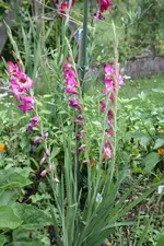G-IMG_2825.webp