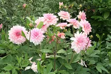 IMG_2836.webp
