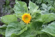 IMG_2849.webp
