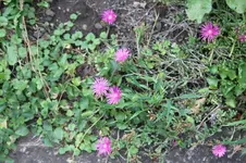 IMG_2847.webp