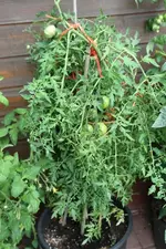 S-IMG_2819.webp