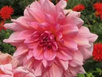 Bild 461.webp