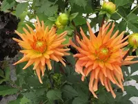 Bild 043.webp