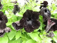 Bild 1725.webp