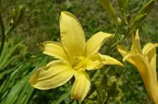 DSC_6164_gelbe_Taglilie.webp