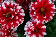dhln (2).webp